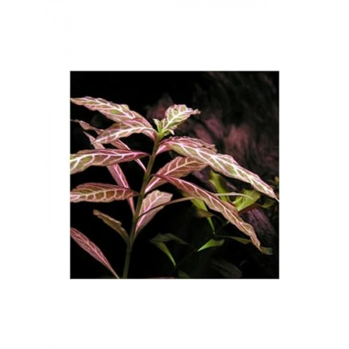 Hygrophila Rosanervig Zeytin Saksı Canlı Bitki