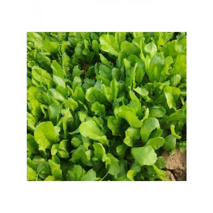 İnce Tere Tohumu - 10 Gram