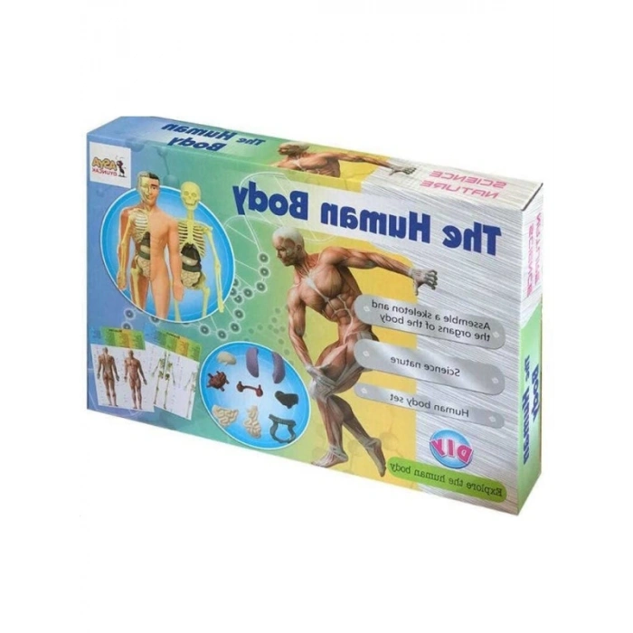 İnsan Vücudu ve İskelet Sistemi Eğitici Modeli