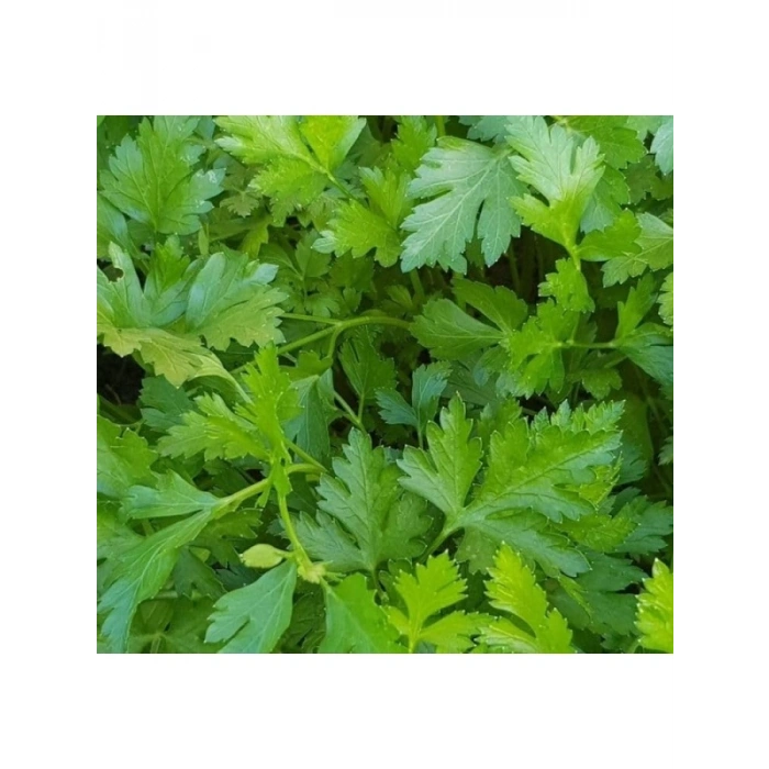 İri Yaprak Maydanoz Tohumu - 10 Gram