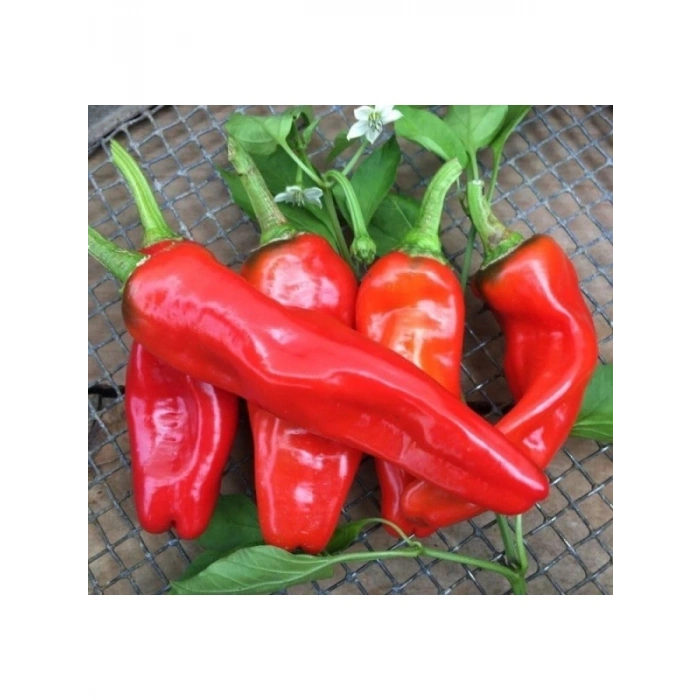 Isot Biber Tohumu - 5 Gram