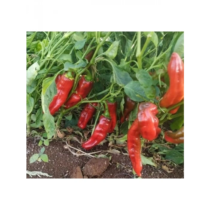 Isot Biber Tohumu - 5 Gram