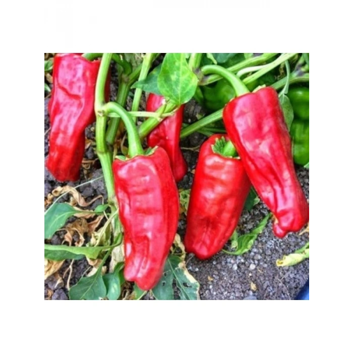 Isot Biber Tohumu - 5 Gram