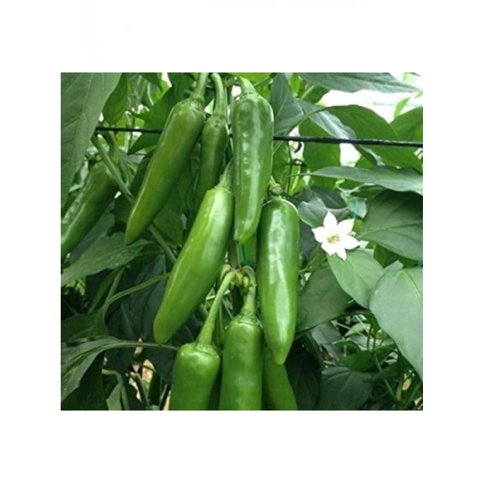 Jalapeno Biber Tohumu - 3 Gram