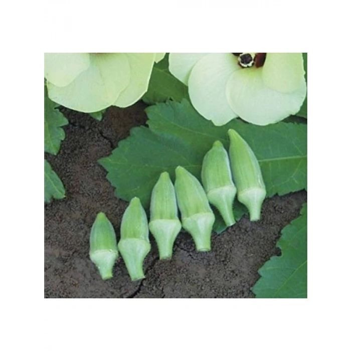 Japon Bamya Tohumu - 10 Gram