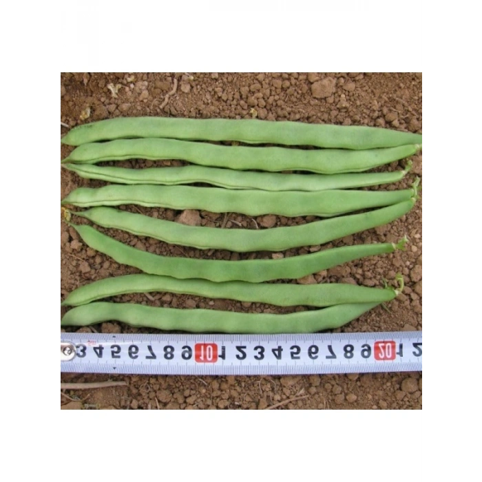 Kaliteli Alman Ayşe Fasulye Tohumu - 25 Gram