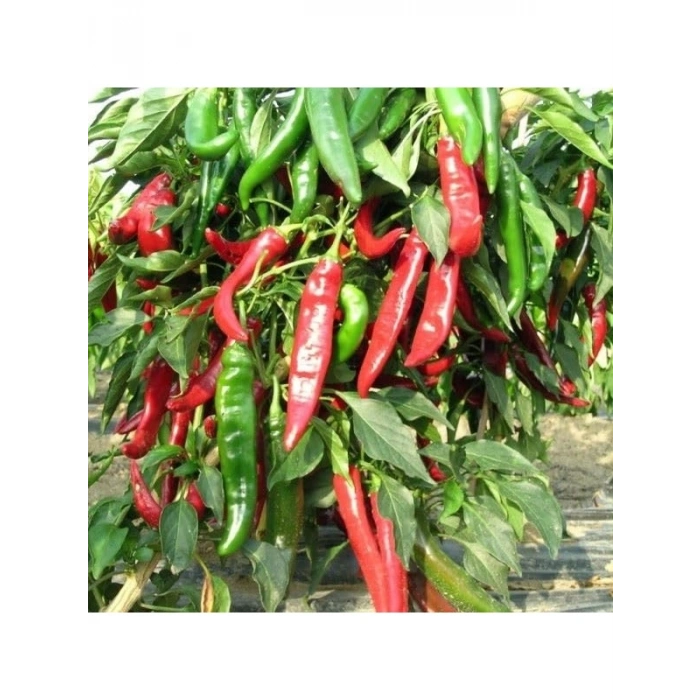 Kaliteli Maraş Biber Tohumu - Çoklu Kullanım - 5 Gram