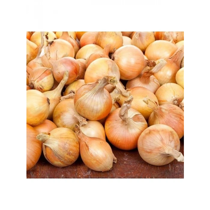 Kaliteli Soğan Çoklu Tohum - 5 Gram