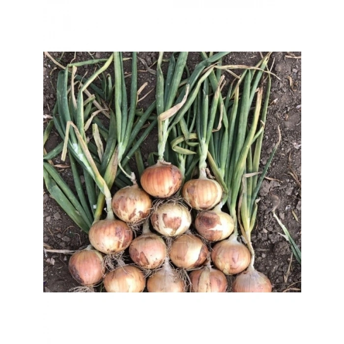 Kaliteli Soğan Çoklu Tohum - 5 Gram