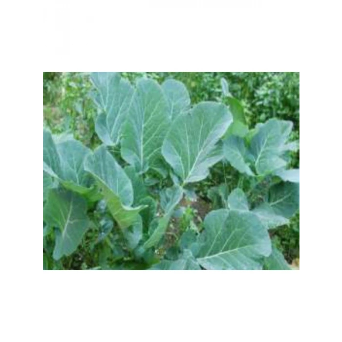 Karadeniz Lahana Tohumu - 10 Gram