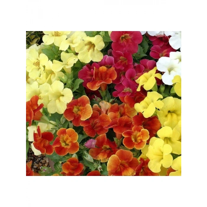 Karışık Mimulus Misk Çiçeği F1 Tohumu - 30 Adet