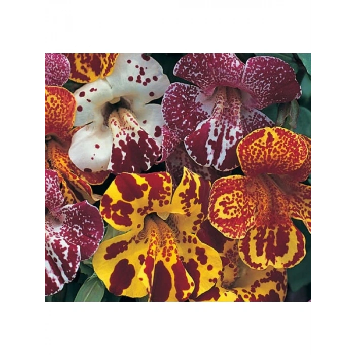 Karışık Mimulus Misk Çiçeği F1 Tohumu - 30 Adet