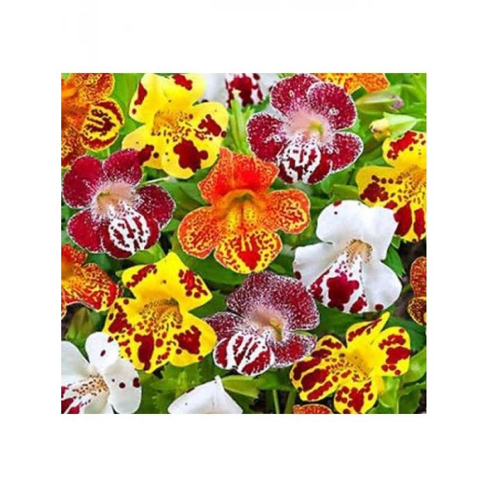 Karışık Mimulus Misk Çiçeği F1 Tohumu - 30 Adet