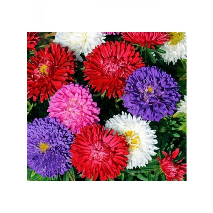 Karışık Renkli Aster Kasımpatı Tohumu - 20 Tohum