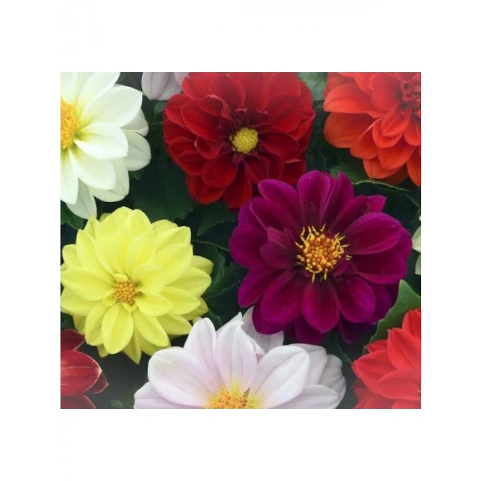 Karışık Renkli Bodur Mini Çiçekli Yıldız Dahlia Tohumu - 5 Tohum