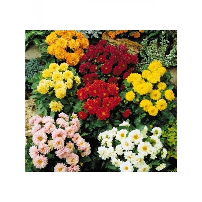 Karışık Renkli Bodur Mini Çiçekli Yıldız Dahlia Tohumu - 5 Tohum