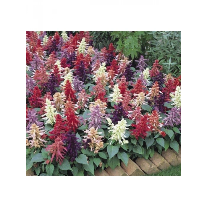 Karışık Salvia Ateş Çiçeği Tohumu - 30 Tohum