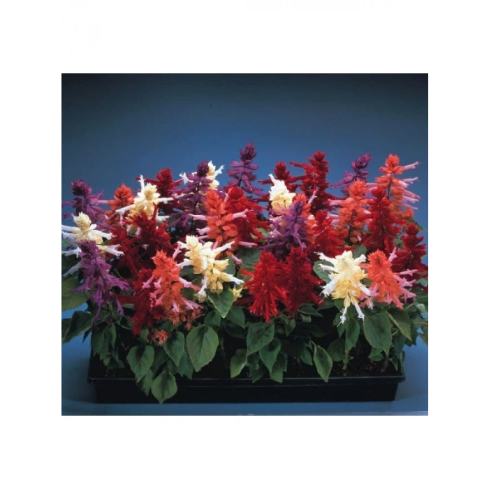 Karışık Salvia Ateş Çiçeği Tohumu - 30 Tohum
