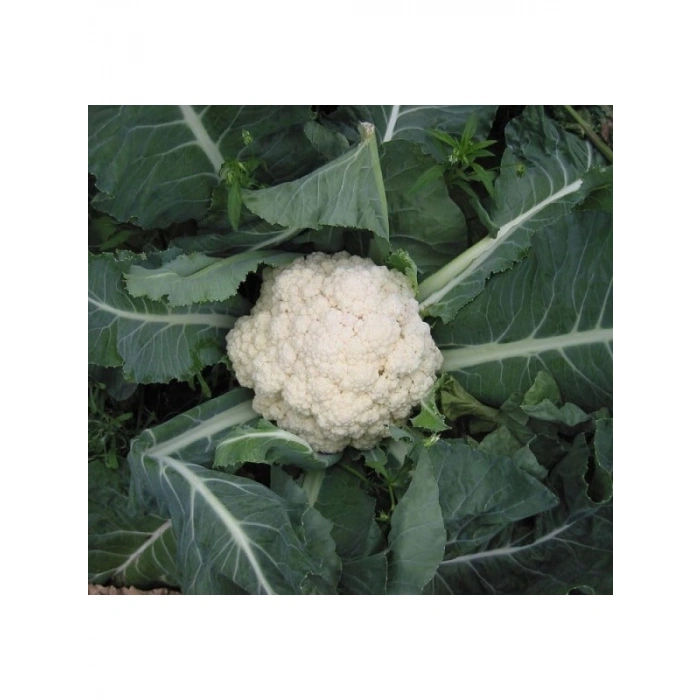 Karnabahar Tohumu (Çoklu) - 5 Gram