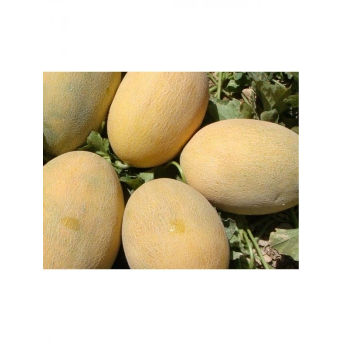 Kavun Ananas Tohumu - 10 Gram