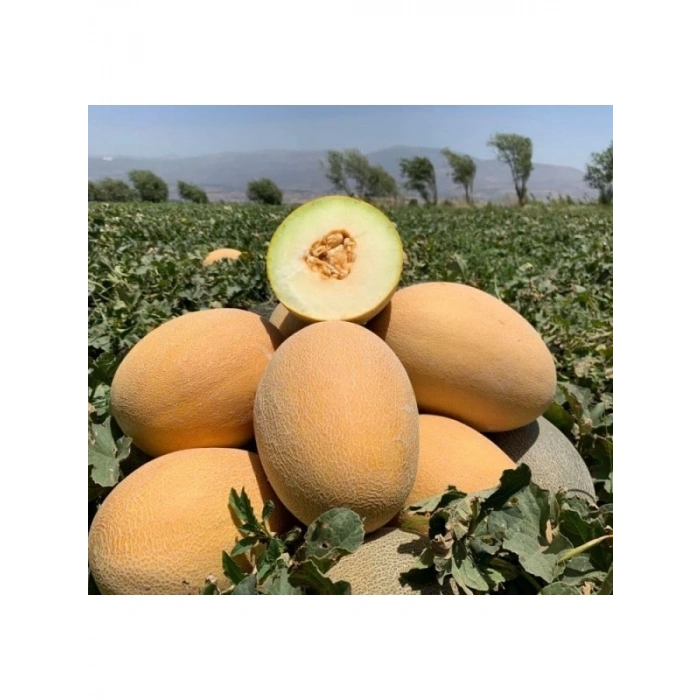 Kavun Ananas Tohumu - 5 Gram