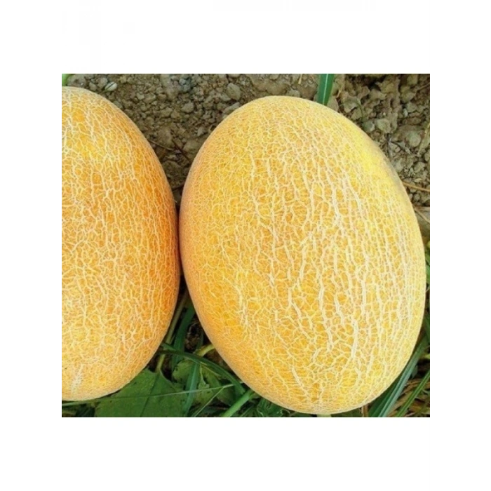 Kavun Ananas Tohumu - 5 Gram