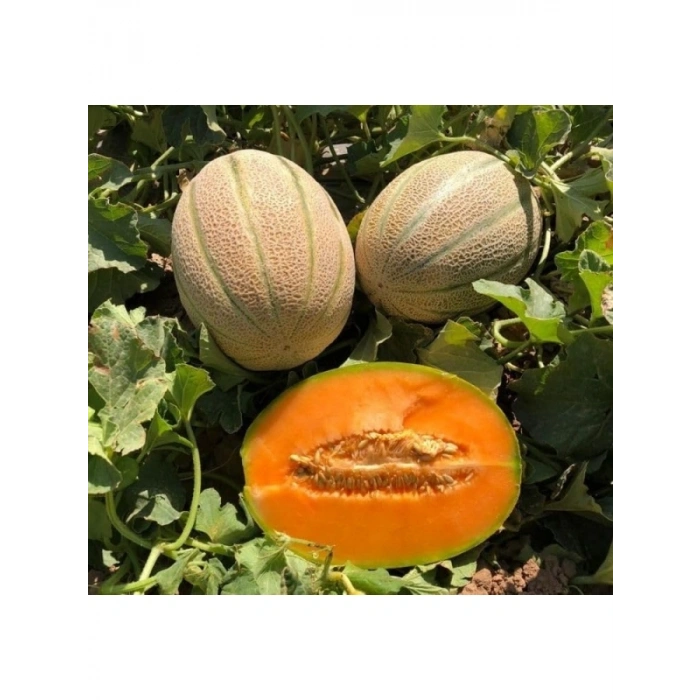 Kavun Şeker Tohumu - 5 Gram