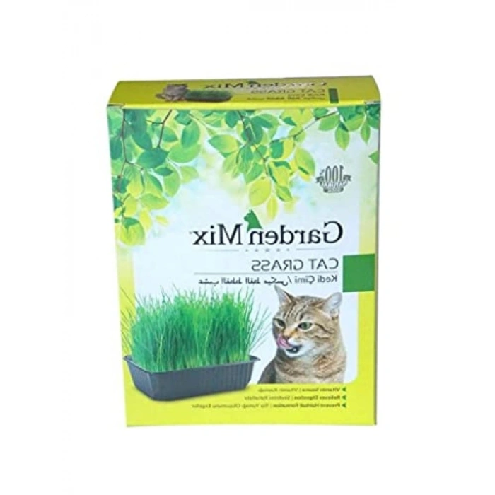 Kedi Çimi Kutu - Kahverengi, Doğal ve Taze
