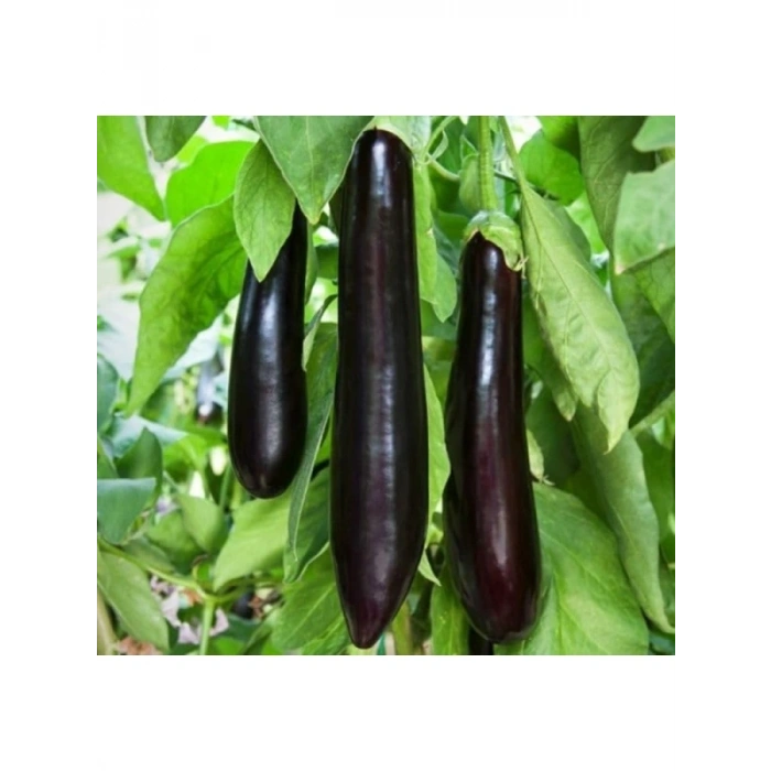 Kemer Patlıcan Tohumu - 5 Gram