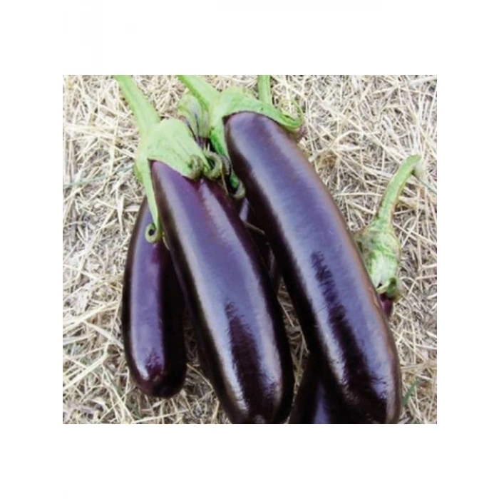 Kemer Patlıcan Tohumu - 5 Gram