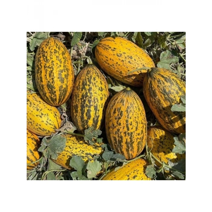 Kırkağaç Kavun Tohumu - 5 Gram
