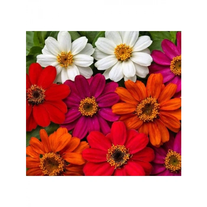 Kirli Hanım Zinnia Tohumu (Mini Çiçekli, Karışık Renkli) - 5 Adet