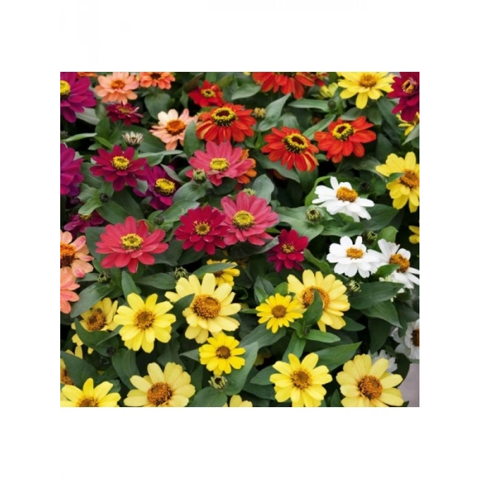 Kirli Hanım Zinnia Tohumu (Mini Çiçekli, Karışık Renkli) - 5 Adet