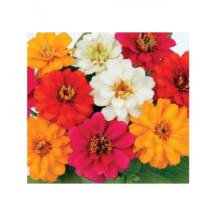 Kirli Hanım Zinnia Tohumu (Mini Çiçekli, Karışık Renkli) - 5 Adet