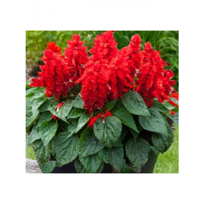 Kırmızı Ateş Çiçeği - Salvia F1 Tohumu - 30 Adet