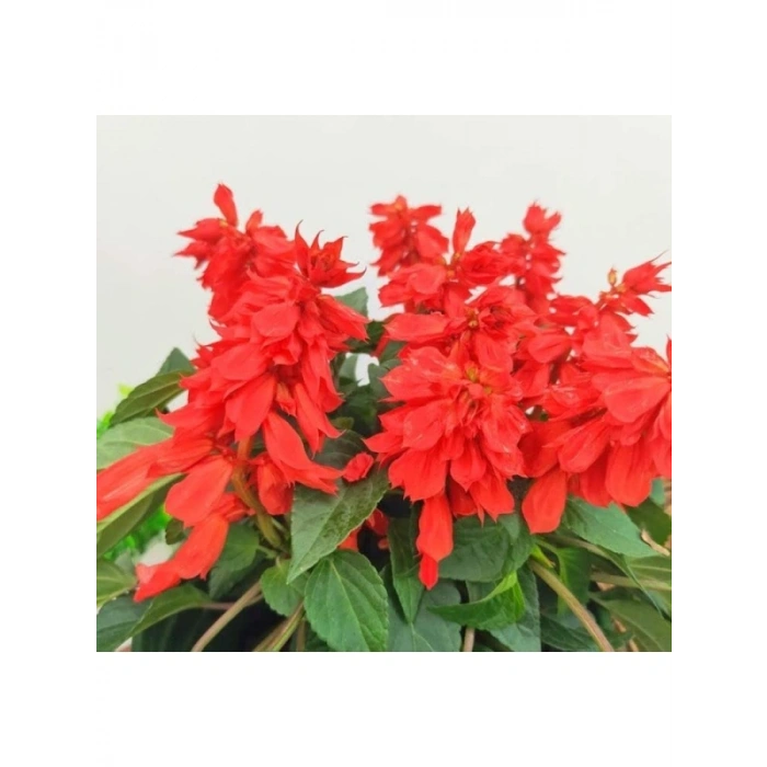 Kırmızı Ateş Çiçeği - Salvia F1 Tohumu - 30 Adet
