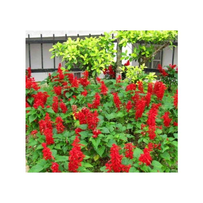 Kırmızı Ateş Çiçeği - Salvia F1 Tohumu - 30 Adet