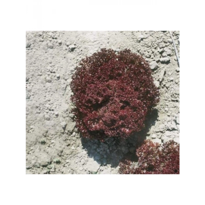 Kırmızı Kıvırcık Marul Tohumu - 5 Gram