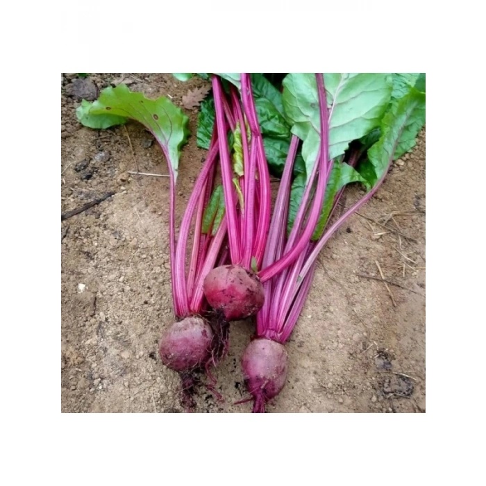Kırmızı Pancar Tohumu - 5 Gram