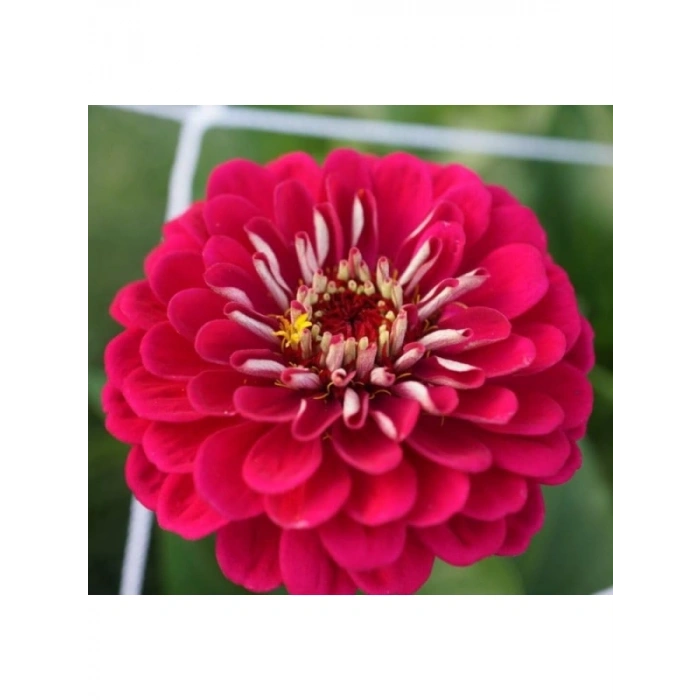 Kırmızı Zinnia Kirli Hanım Tohumu - Dev Çiçekli, Uzun Boylu - 5 Tohum
