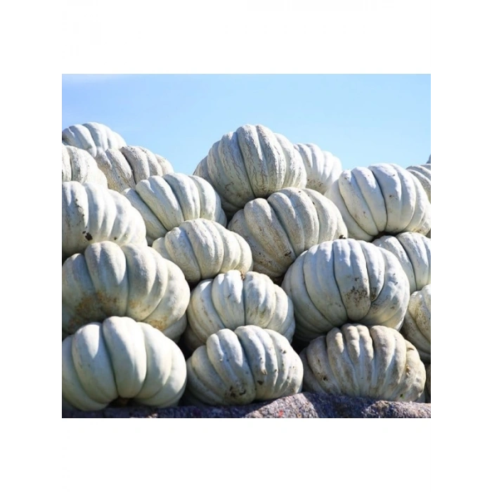 Kış Kabak Tohumu - 10 Gram