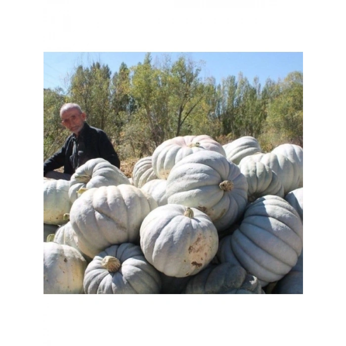 Kış Kabak Tohumu - 10 Gram