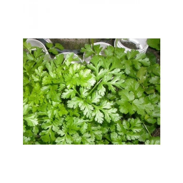 Kişniş Tohumu (10 gr)