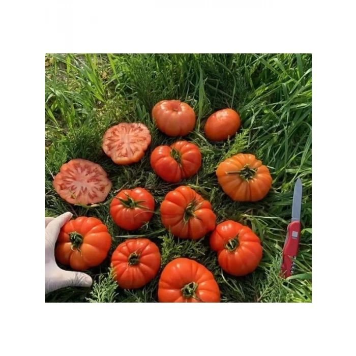 Köy Domates Tohumu - Yüksek Verimli - 3 Gram