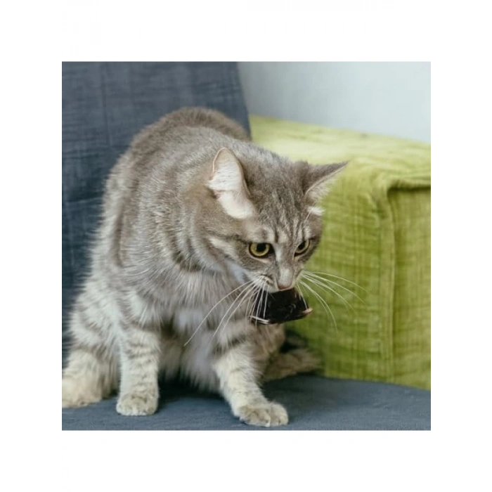 Kurmalı Kedi Oyuncağı – Hareketli Fare Tasarımı
