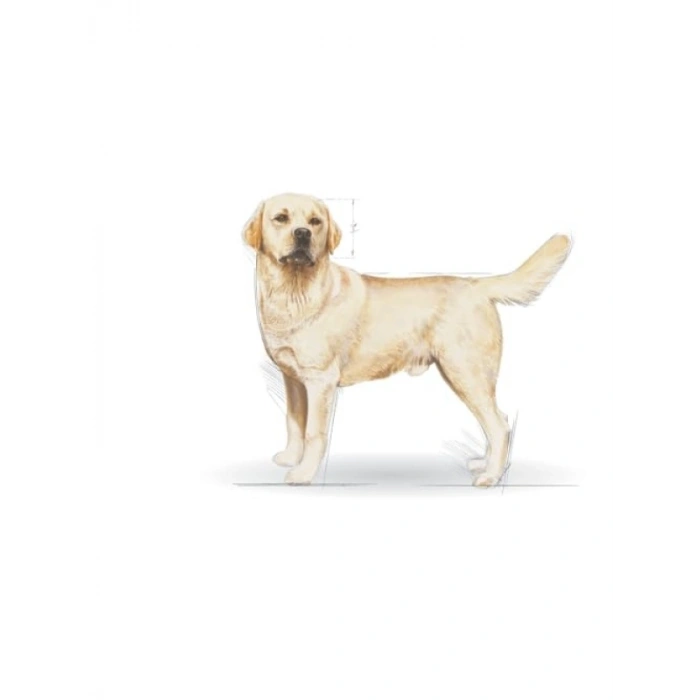 Labrador Irkına Özel Yetişkin Köpek Maması 12 Kg