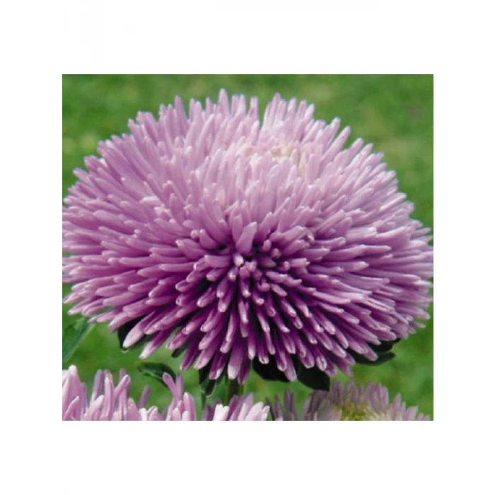 Lavanta Renkli Aster Kasımpatı Tohumu - 20 Tohum