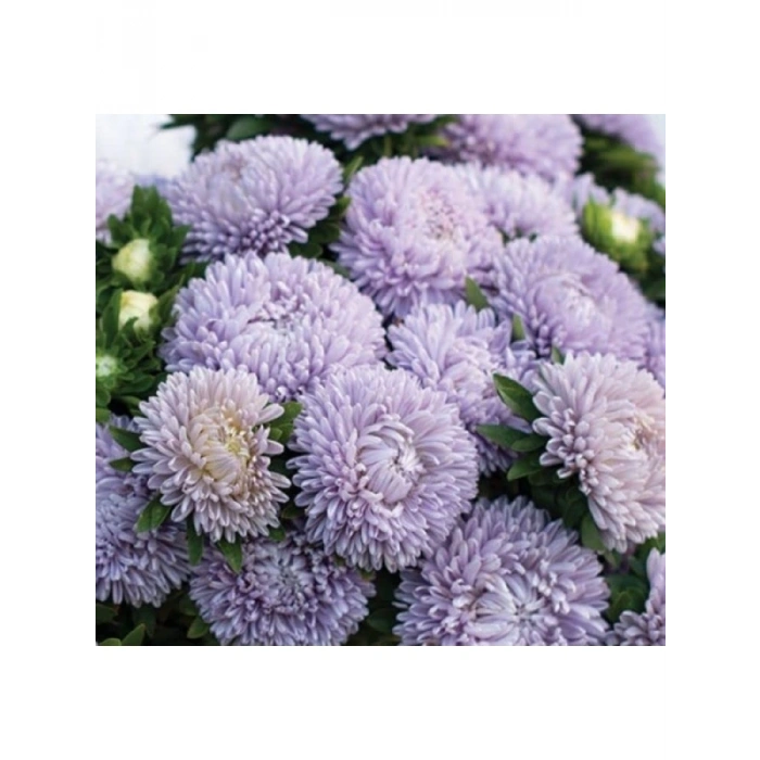 Lavanta Renkli Aster Kasımpatı Tohumu - 20 Tohum