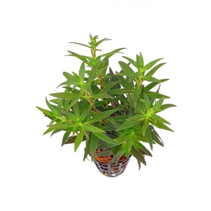 Limnophila Aromatica Saksı Canlı Bitki