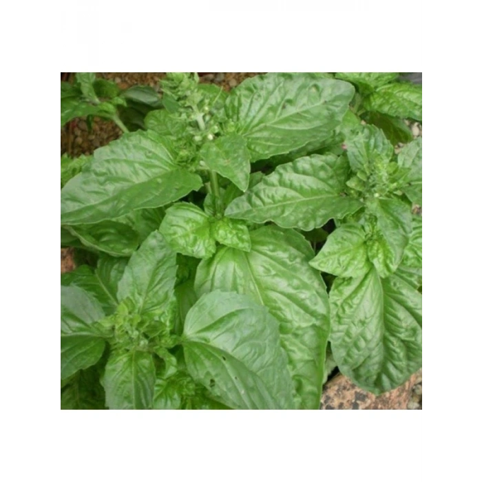 Limon Kokulu Özel Seri Fesleğen Tohumu
